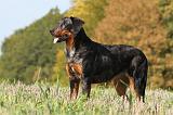 BEAUCERON 546